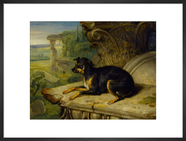 Fanny, a Favourite Dog