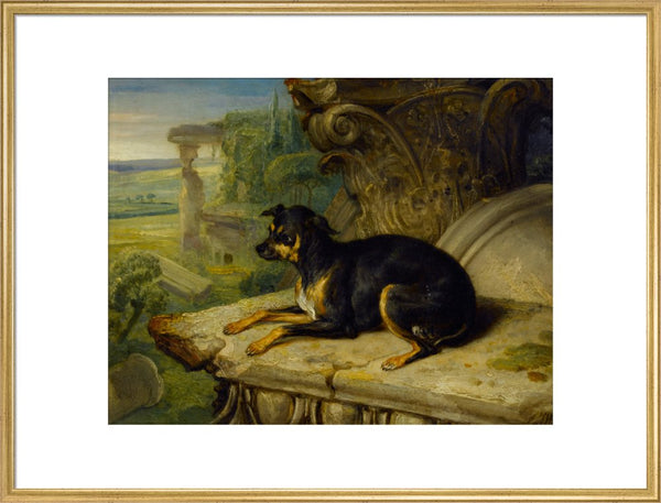 Fanny, a Favourite Dog