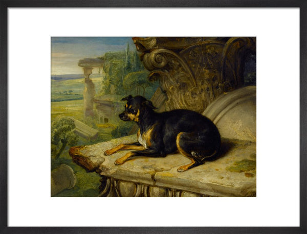 Fanny, a Favourite Dog