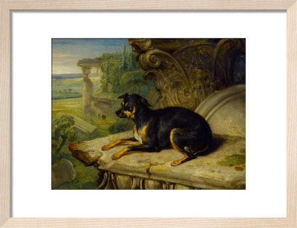 Fanny, a Favourite Dog