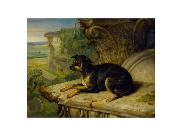 Fanny, a Favourite Dog